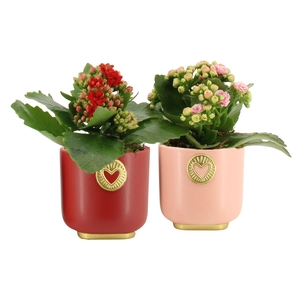 21786: Lovess arrangement