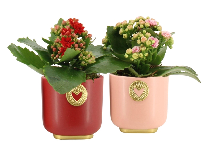 <h4>21786: Lovess arrangement</h4>