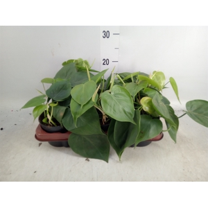 Philodendron scand.