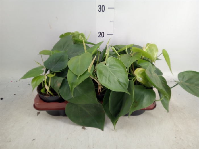 <h4>Philodendron scand.</h4>