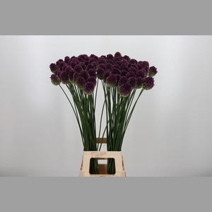 Allium Sphaerocephal (kogel)