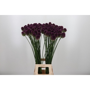 Allium Sphaerocephal (kogel)