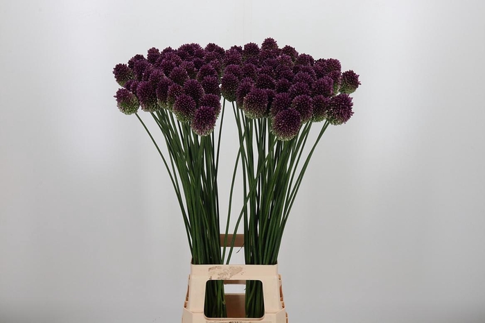 <h4>Allium Sphaerocephal (kogel)</h4>