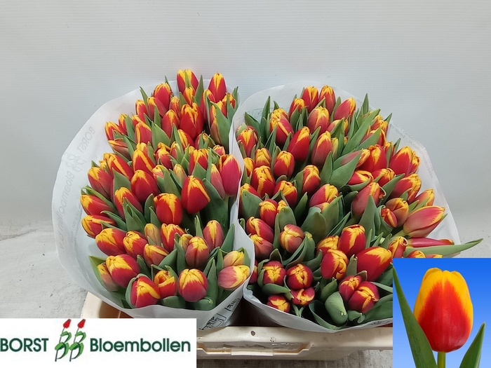 <h4>TU EN READY</h4>