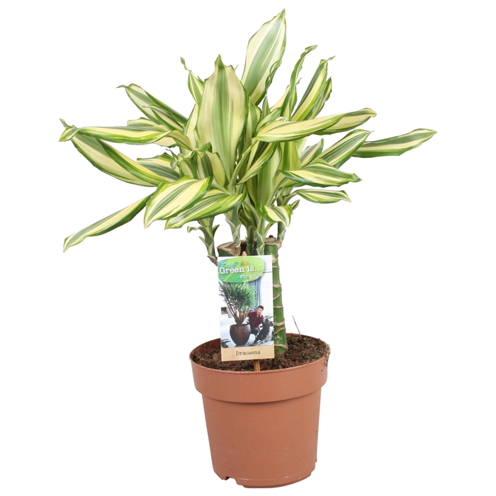 <h4>Dracaena Diamonddream carroussel</h4>