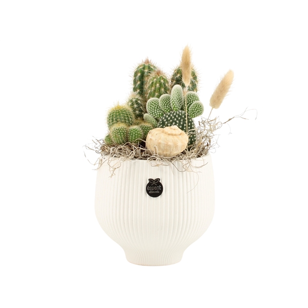 <h4>Arrangementen kamerplanten H%</h4>