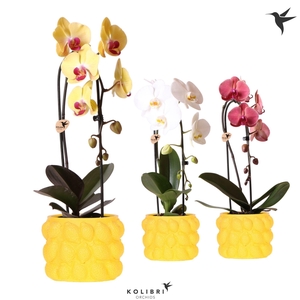 Kolibri Orchids Phalaenopsis Cascade Niagara Fall mix 1 spike in Citrus pot yellow