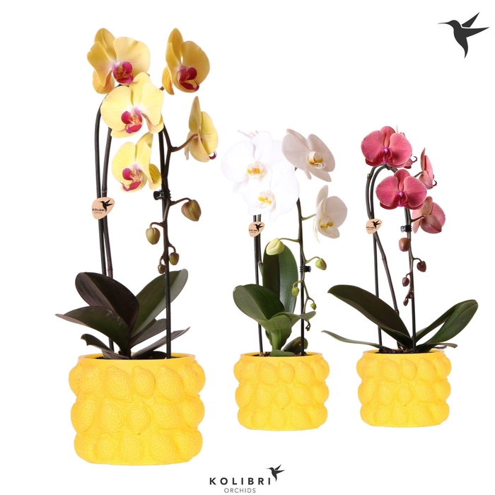 <h4>Kolibri Orchids Phalaenopsis Cascade Niagara Fall mix 1 spike in Citrus pot yellow</h4>