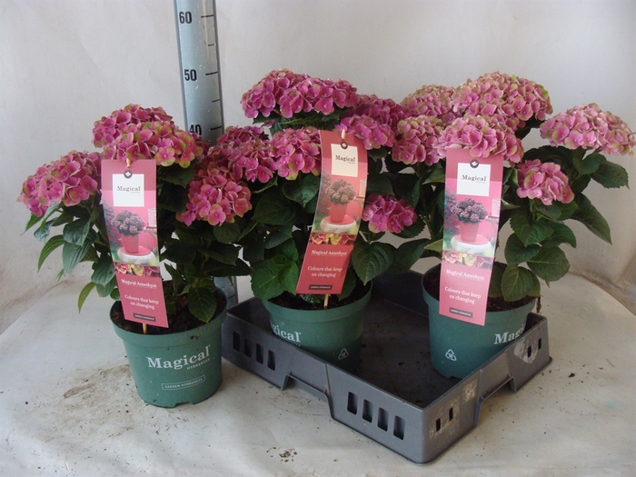 <h4>Hydrangea mac.   ...</h4>