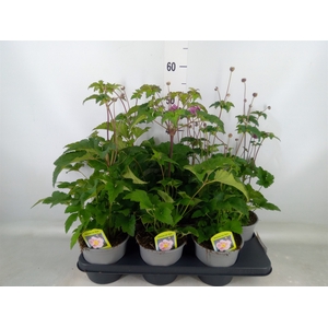 Anemone hybrida 'Mont-rose'