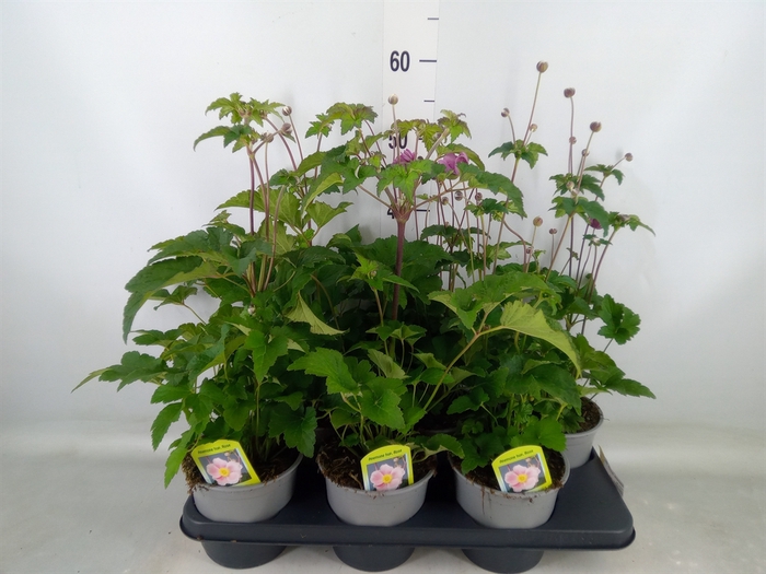 <h4>Anemone hybrida 'Mont-rose'</h4>