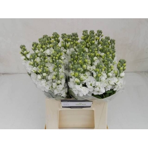 MATTH IMPALA WHITE