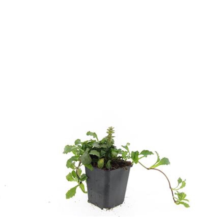 <h4>Ajuga</h4>