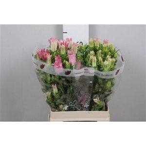 Camp M Champion Pink (x20)