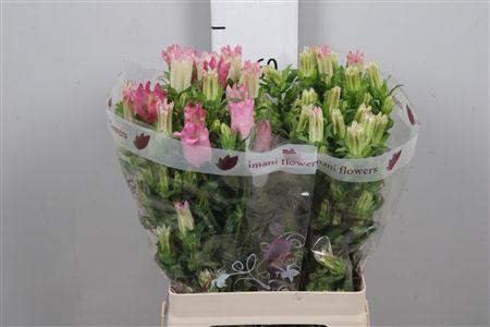 <h4>Camp M Champion Pink (x20)</h4>