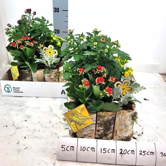 <h4>ARR TUINPLANTEN</h4>