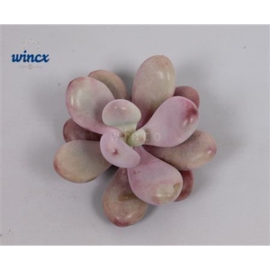 Pachyphytum Cv. Momobijn Cutflower Wincx-5cm