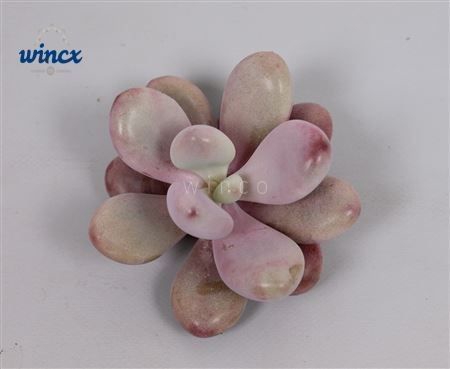 <h4>Pachyphytum Cv. Momobijn Cutflower</h4>