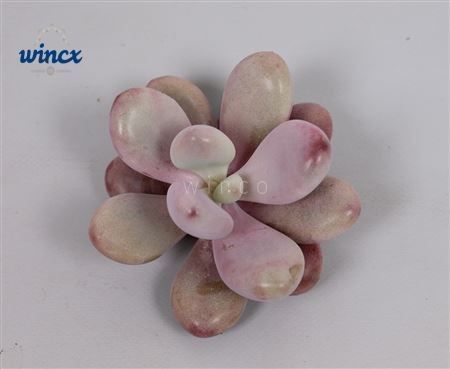 <h4>Pachyphytum Cv. Momobijn Cutflower Wincx-5cm</h4>
