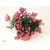 ANTIRR SULT ROSE