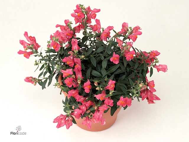 ANTIRR SULT ROSE