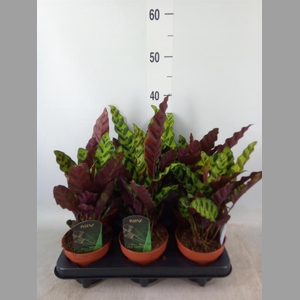 Calathea lancifolia
