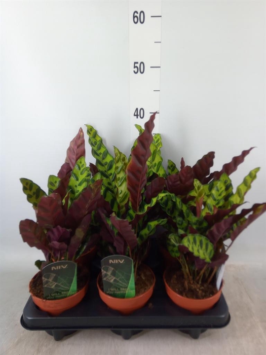 <h4>Calathea lancifolia</h4>