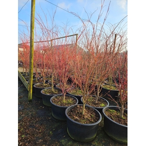 Acer palmatum Sangokaku