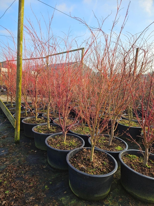 <h4>Acer palmatum Sangokaku</h4>