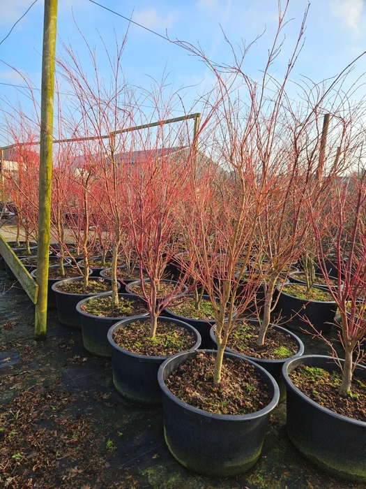 Acer palmatum Sangokaku
