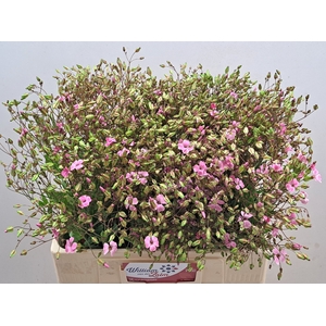 SAPONARIA OV