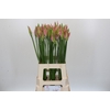 Nerine Vesta K