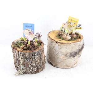 arr4 Bollenmix MB - Schors potje 201/3