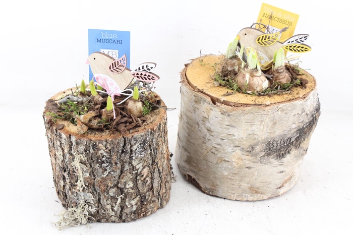 <h4>arr4 Bollenmix MB - Schors potje 201/3</h4>