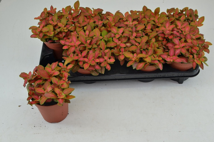 <h4>Fittonia</h4>