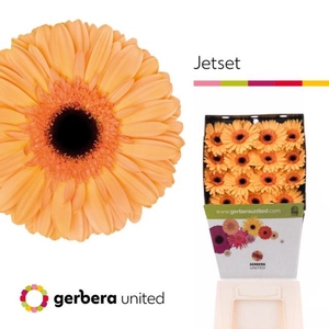 Gerbera diamond jetset