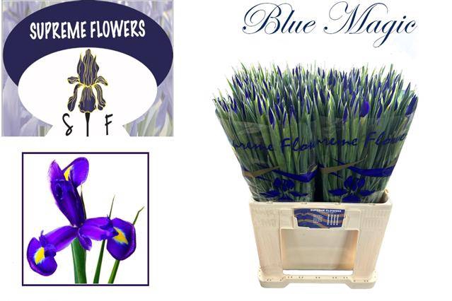 <h4>Iris Blue Magic</h4>