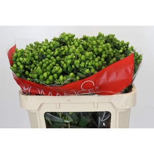 Hypericum Jungle Romance Spray