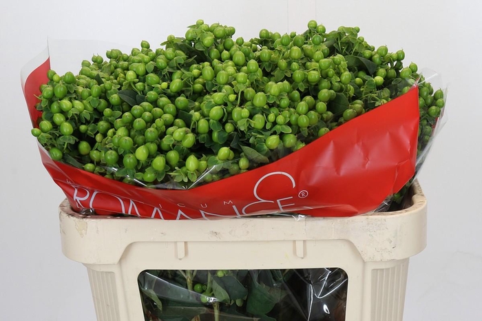 <h4>Hypericum Jungle Romance Spray</h4>