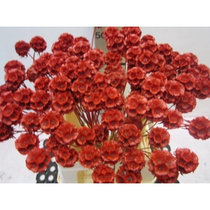 Scabiosa Rood