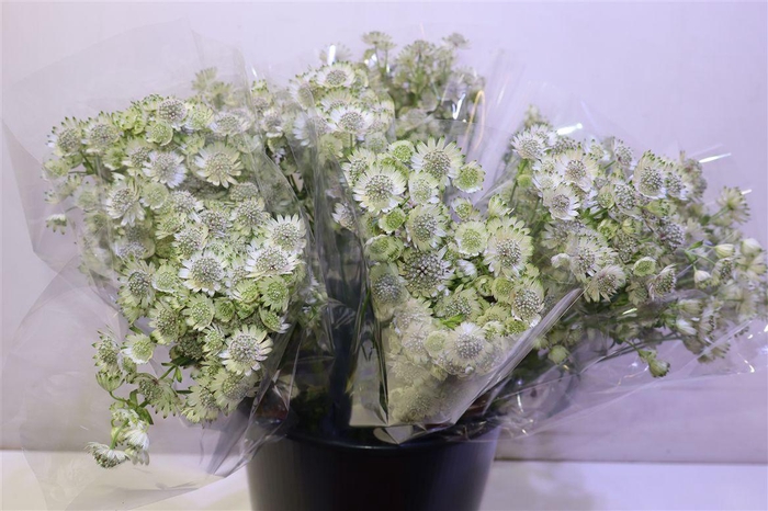 <h4>Astr Billion Sta Xl</h4>