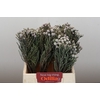 Kaaps Groen Silver Brunia