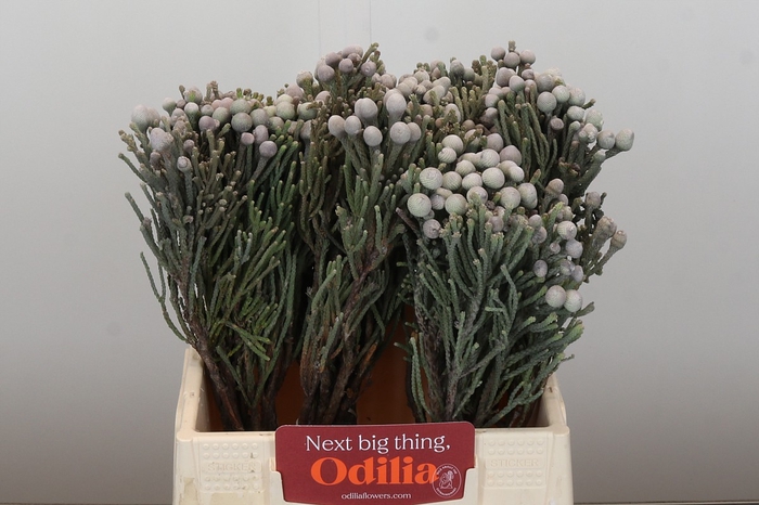 <h4>Kaaps Groen Silver Brunia</h4>