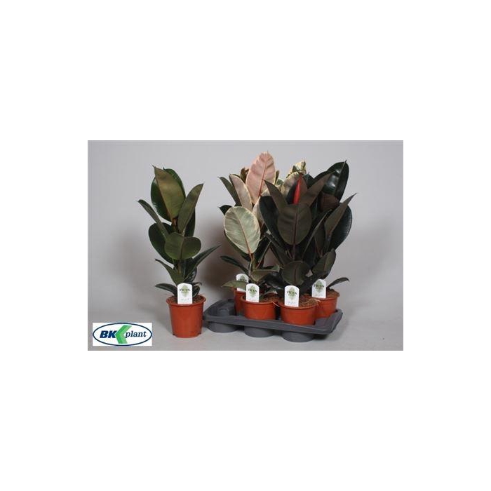 <h4>Fic Ov Gem 3 Srt</h4>