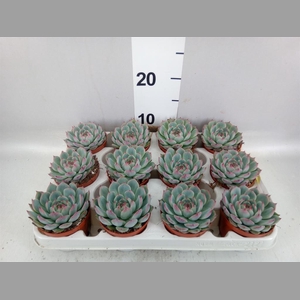 Echeveria   ...