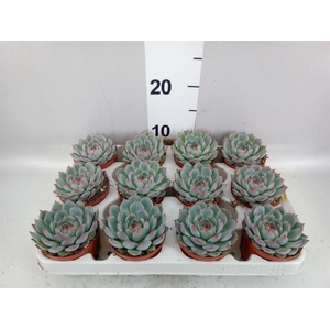 Echeveria   ...