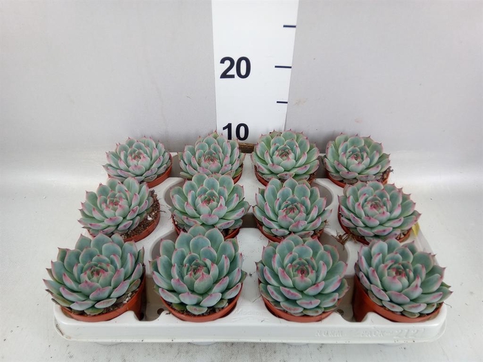 <h4>Echeveria   ...</h4>