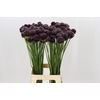 Allium Forelock