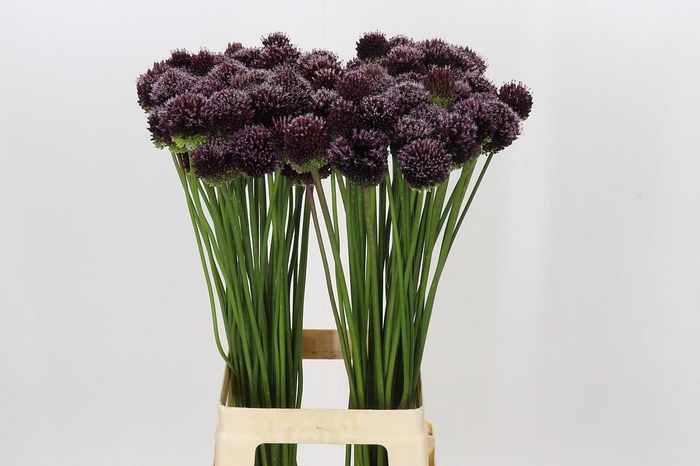 <h4>Allium Forelock</h4>