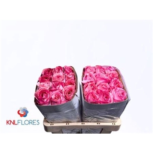 R Gr Pink X-pression Ec